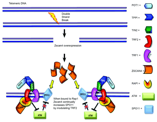 Figure 7. Proposed model of Zscan4–Rap1 interactions in telomere regulation in ALT-pathway cells. When DSBs occur, Zscan4/Rap1 may recruit TRF2 in DNA repair regions of non-telomeric DNA and telomeric DNA. Zscan4 continually increases SPO11 by controlling TRF2 when Zscan4 is bound to Rap1. Alternatively, abundant TRF2, (released from the disrupted shelterin complex through binding of Zscan4/Rap1 to TRF2), might inhibit ATM control of SPO11.