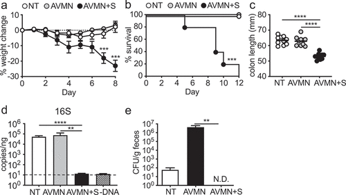 Figure 1. AVMN-resistant mouse commensal bacteria protects mice from C. rodentium infection. (a-c) WT C57BL/6 (B6) mice treated with AVMN, AVMN+S or left untreated were infected with C. rodentium. (a) weight change, (b) survival rate, and (c) colon length at day 12 post infection. (d-e) AVMN-resistant mouse commensal bacteria identified in feces. (d) Total fecal bacteria as detected by qPCR. (e) Bacteria colony forming units (CFU) as determined by plating on blood agar plates. Data are representative from at least 2 experimental repeats. (a,d,e) Data are shown as mean ± SEM compared by one-way ANOVA with Bonferroni correction or (b) log rank test. (c) Data points are individual mice with mean as compared by one-way ANOVA with Bonferroni correction. **p ≤ 0.01, *** p ≤ 0.001, **** p ≤ 0.0001. none detected (n.d.). Dotted line represents limit of detection for assay.