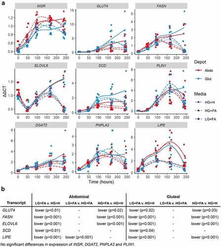 Figure 7. Temporal expression profiles of genes associated with de novo lipogenesis and lipid handling. A: Normalized gene expression (ΔΔCt) relative to housekeeper genes (18S, PGK1, PPIA and UBC) plotted at days 0, 2, 4, 7 and 10 with loess smoothed lines (n = 4). B: Table of significant differences based on two-way ANOVAs. HG+H, High Glucose (17.5 mM) plus Hormones throughout; HG+FA, High Glucose plus FAs throughout; LG+FA, Low Glucose (5 mM) plus FAs throughout.