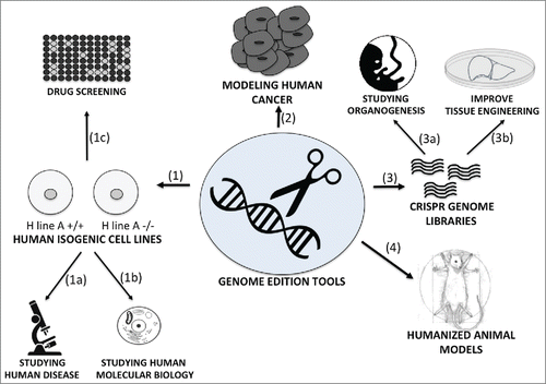 FIGURE 1. The use of gene editing tools in research. The ability to edit the human genome can be used in research to manufacture human isogenic cell lines,Citation1 to model human cancerCitation2 to make large-scale genetic screeningCitation3 and to create a new generation of humanized animal models.Citation4 Human isogenic cell lines can represent a powerful tool to study with more accuracy human diseases (1a) human cell and molecular biology (1b) and perform drug screening on controlled genetic backgrounds (1c). Engineered nucleases can also be used to model human cancer, mimicking and correcting translocations induced by human cancer.Citation3 The new CRISPR technology can be applied for large-scale genetic screening to help answering unsolved questions linked to development and organogenesis (3a) and eventually be applied and used in tissue engineering technology (3b). Humanized mice models can facilitate the study of human pathology, human immune function, cancer, cell therapy, drug screening and infectious diseases.