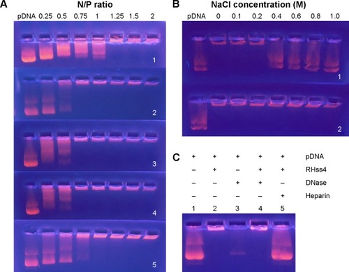 Figure 4 Electrophoresis of polyplexes.Notes: (A) Condensation abilities of RHss polypeptides (1: R8, 2: Rss, 3: RHss1, 4: RHss2, 5: RHss4). (B) Salt dissociation of polyplexes under reducing conditions. N/P ratio was fixed at 1.5 (1: polyplexes treated with 25 mM DTT, 2: without DTT). (C) DNase protection assay (Line 1: naked pEGFP DNA, Line 2: RHss4/pDNA polyplexes at N/P ratio of 2:1, Line 3: naked pEGFP DNA treated with DNase for 2 hours, Line 4: RHss4/pDNA polyplexes at N/P ratio of 2:1 were treated with DNase for 2 hours, Line 5: release of DNA from polyplexes by heparin). The N/P ratio is the ratios of moles of the amine groups of cationic polymers to those of the phosphate groups of DNA.Abbreviations: DTT, dithiothreitol; pDNA, plasmid DNA; pEGFP, plasmid encoding enhanced green fluorescent protein gene; RHss, reducible chimeric polypeptide containing two functional peptides: octa-d-arginine and tetra-l-histidine peptides; Rss, single cross-linked R8 peptide.