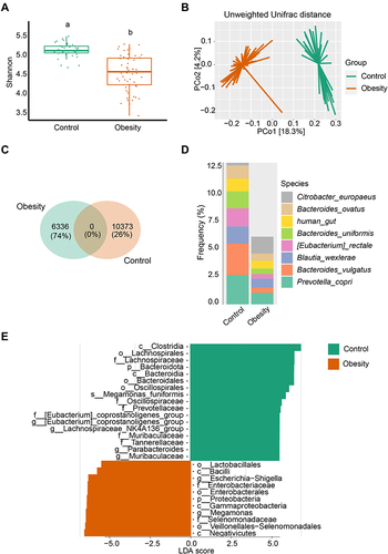 Figure 1 Marked microbiota dysbiosis in obesity. (A) Microbial diversity was estimated based on Shannon index in healthy controls (n = 36) and obese (n = 56) subgroups. Different lowercase letters indicate significant differences (P < 0.05). (B) Based on the Unweighted Unifrac distance, PCoA was used to show beta diversity between the groups. (C) Venn diagram of shared or unique ASVs between healthy controls and obese patients. (D) Relative frequency of the top 8 species in the healthy control and obesity subgroups. (E) Microbial biomarker analysis between the groups by Linear discriminant analysis effect size (LEfSe) analysis, LDA score > 4.0.
