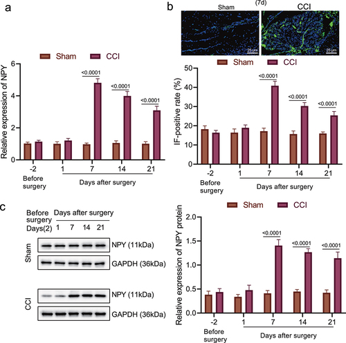 Figure 2. High expression of NPY occurred in the amygdala of rats with neuropathic pain-like behaviors. (a) The mRNA level of NPY in amygdala of the CCI rats and the sham-operated rats determined by RT-qPCR. (b) NPY expression in amygdala of the CCI rats and the sham-operated rats measured by immunofluorescence. (c) NPY protein level in amygdala of the CCI rats and the sham-operated rats determined by Western blot assay (n = 5).