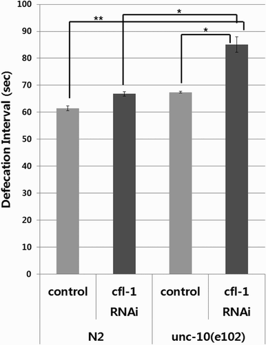 Figure 2. Effect of CFL-1 knock-down on defecation frequency in the wild type and unc-10 mutant worms. The unc-10(e102) mutants with CFL-1 knock-down showed additional decrease in defecation frequency compared with worms defective in CFL-1 or UNC-10 alone. Bars represent average values from three plates ± SD (*p < .05, **p < .001). A representative data from two independent experiments are shown.