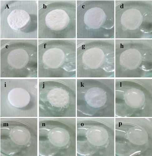 Figure 8. Images of the self-removing deliquescence process. (a, i) PDMS sponges prepared with CaCl_2 and LiCl respectively. (b-h) , (j-p) expulsion of salt solution within the PDMS sponges as the CaCl_2/LiCl hard templates are solubilized via deliquescence at 1, 2, 3, 4, 5, 6, and 7 d (Keller et al. Citation2022). Reprinted with permission from (Keller et al. Citation2022); copyright 2022 Springer nature Switzerland AG. Part of Springer nature.