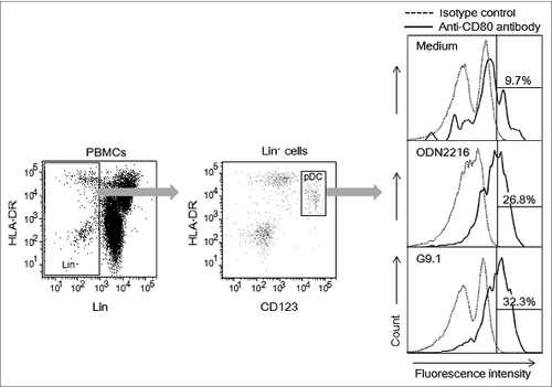 Figure 1. G9.1 causes CD80 expression in pDCs. Human peripheral blood mononuclear cells (PBMCs) were cultured with medium alone, or with 0.8 μM of G9.1, a negative control of G9.1 (negG9.1), ODN2216, or a negative control of ODN2216 (negODN2216) for 19 hours. The numbers in the right panels represent % of CD80+ cells among plasmacytoid dendritic cells (pDCs), which were detected as CD123+HLA-DR+ cells (middle) among lineage-negative cells (left). Co-culture with negG9.1 and with negODN2216 resulted in the percentages of CD80+ cells to be 8.3% and 16.8%, respectively.