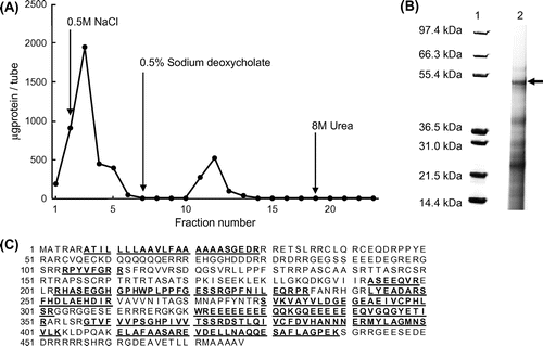 Fig. 2. The elution of bile acid-binding proteins from RBP by a chromatographic column conjugated with cholic acid.Notes: (A) Affinity chromatography of RBP. RBP solution containing 25 mg protein in 0.02% NaN3 containing 10 mM Tris–HCl (pH 8.0) was applied to the column and washed with (a) 0.5 M NaCl containing 10 mM Tris–HCl buffer (pH 8.0), (b) 0.5% sodium deoxycholate containing 10 mM Tris–HCl buffer (pH 8.0), and (c) 8 M urea containing 10 mM Tris–HCl buffer (pH 8.0). (B) SDS-PAGE analysis of the fraction of RBP bound to cholic acid. The fraction of RBP bound to cholic acid was subjected to SDS-PAGE and stained with CBB G250. A protein for MALDI-TOF mass spectrometry analysis is indicated by an arrow; lane 1, protein marker; lane 2, RBP. (C) Amino acid sequences of the hypothetical protein OsJ_13801 (NCBI accession No. EAZ29742) in NCBI protein databases. Matched peptide sequences are bold-faced and underlined.