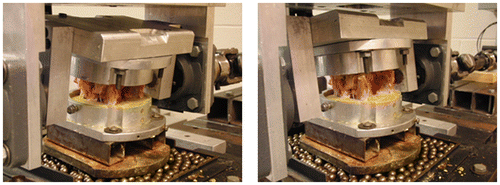 Figure 2. Images of a specimen in the material testing system: specimen in flexion (left) and extension (right). The moment angle data were sampled from an independent servomotor connected in series with a torque cell.