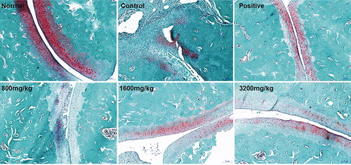 Figure 3. GSZD impact on ankle joint histopathology in CIA model rats visualized by the safranin O-fast green staining.