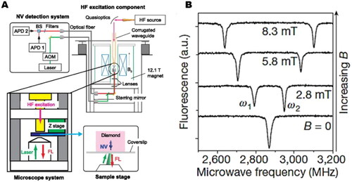 Figure 2. Diagram of ODMR Technology. (A) Overview of a kind of high-frequency (HF) ODMR system [Citation30]. Rights managed by AIP Publishing. (B) A result of optically detected magnetic resonance spectra for a single nitrogen-vacancy defect at increasing magnetic field (from bottom to top) [Citation31]. Copyright © 2008, Macmillan Publishers Limited. All rights reserved.