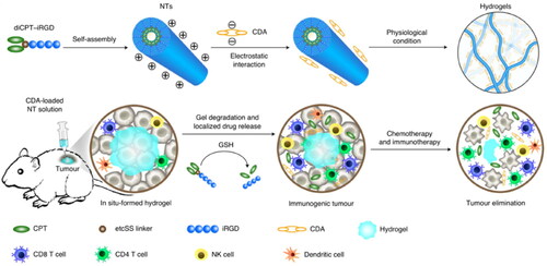 Figure 5. Schematics of localized CPT and CDA delivery using a nanotube hydrogel for TME regulation and chemoimmunotherapy. The peptide iRGD was chemically conjugated with the hydrophobic anticancer drug CPT to form diCPT–iRGD, which self-assembles as a peptide–drug conjugate. Supramolecular nanotubes (NTs) were formed spontaneously in aqueous solution by the designed drug amphiphile. The negatively charged STING agonist (c-di-AMP (CDA)) can condense on the surface of these positively charged NTs through electrostatic complexation. After injection into the tumor site, the CDA–NT solution can immediately form a hydrogel, functioning as a local reservoir for extended localized release of CDA and CPT to awaken both the innate and adaptive immune systems. Reprinted from [nature biomedical engineering] Copyright 2020, with permission from Springer Nature.