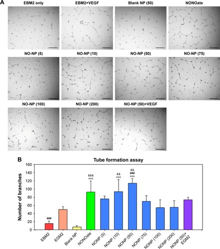 Figure 8 Tube formation assay using HUVECs.Notes: (A) Angiogenic effect of NO-NPs across different concentrations (scale bars=200 μm). (B) The average number of bridges in the tubes formed across different concentrations of NO-NPs. Data are represented as the mean±SEM (n=5, ***P<0.001 vs EBM-2 [negative control], ###P<0.001 vs EGM-2 [+VEGF medium], &&&P<0.001 vs blank NP [PEG–PLGA polymer]). &&P<0.05, &&&P<0.001 vs blank NP [PEG–PLGApolymer]. Differences among experimental groups were determined by one-way ANOVA test with Holm–Sidak’s method.Abbreviations: EBM-2, endothelial basal medium-2; EP, epithelial; HUVEC, human umbilical vein endothelial cell; PEG, poly(ethylene glycol); NO, nitric oxide; NONOate, N-diazeniumdiolate; NP, nanoparticle; PLGA, poly(lactic-co-glycolic acid); SEM, standard error of the mean; VEGF, vascular endothelial growth factor; EGM-2, endothelial cell growth medium-2.