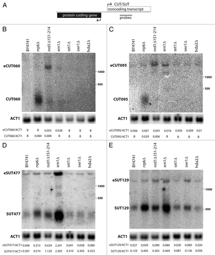 Figure 1 Characterization of CUT and SUT non-coding transcripts from bidirectional promoters. (A) Schematic representation of a bidirectional promoter. Position of a strand specific probe to the body of the CUTs/SUTs is shown. (B–E) Northern blotting of non-coding transcripts in candidate chromatin and RNA processing mutants. CUTs and SUTs and the extended transcripts (eCUTs/eSUTs) are indicated on the left side of the blots while the positions of the 500 and 1,000 nucleotide size standards are marked on the right. The membranes were stripped and re-probed to detect the ACT1 actin mRNA loading control. Quantification of non-coding transcript species abundance relative to ACT1 is given in numbers below the images, “B“ signifies that no signal above background was observed.