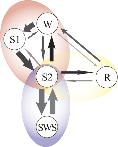 Figure 4 Transition diagram illustrating the three posited underlying subsystems with major patterns of transition between sleep stages. Arrows indicate the direction of transitions; the thickness of the arrows indicates their overall number, and the darkness (from light gray to black) the degree of interindividual variability (ie, the ICC). Note that transitions between wake and REM are regarded as separate from the three subsystems centered on S2 because those transitions are mostly contained within REM episodes (REM-to-W-to-REM).