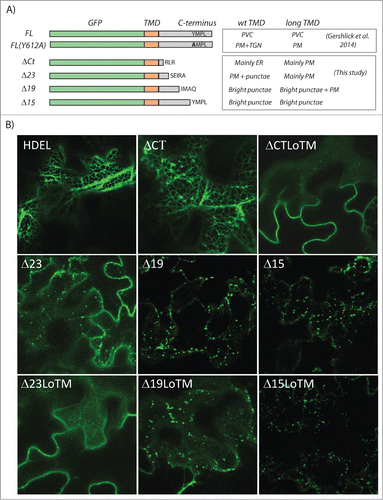 Figure 1. Summary of localization of various VSR mutants. (A) A schematic of the various tail deletion mutants described previouslyCitation6 and in this study, together with the corresponding subcellular locations in the presence of a wild type transmembrane domain (wt TMD) or a longer version (Long TMD). (B) Representative confocal laser scanning micrographs of Agrobacterium-infiltrated tobacco leaf epidermis cells expressing either a soluble ER marker (GFP-HDEL) or various mutants of the fluorescent receptor model membrane cargo GFP-VSR2. All VSR variants in this study have been cloned under the control of the weak TR2 promoter.