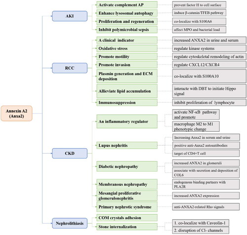 Figure 3. Overall graph showing the Anxa2 signaling pathway in different kidney diseases (including AKI, CKD, RCC and nephrolithiasis).