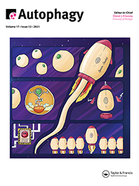 Cover image for Autophagy, Volume 17, Issue 12, 2021