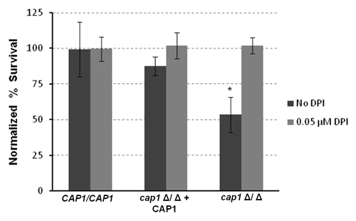 Figure 4. Cap1 is required for survival in macrophages. Macrophages were exposed to different strains of Candida in a ratio of 1:15 macrophages with and without DPI. Percentage survival was calculated by dividing the CFUs obtained for Candida grown with macrophages to Candida alone. Data were then normalized to the wild type. Percent survival of cap1Δ/Δ mutant is significantly less (**p < 0.05) than the wild type and the complemented Cap1 strain.