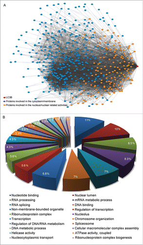 Figure 2. Network map of LC3B and its interacting-proteins with GO categories. (A) There are approximately 500 candidate interacting proteins for LC3B. One-third of the interacting proteins are associated with nuclear components and pathways. The interaction data are from Behrends and colleagues,Citation49 and BioGRID (thebiogrid.org). The program of Cytoscape (version 3.2.1)Citation70 is used to visualize and analyze the interaction network. Gene relationships are obtained from BioGrid (version 3.2)Citation71 and input into Cytoscape with undirected connection. Finally, the network is displayed using force-directed layout algorithms. Red dot, LC3B; orange dots, proteins involved in the nucleus and nuclear related activities; blue dots, other interacting proteins. (B) GO categories of LC3B interacting-proteins involved in the nucleus and nuclear related activities. The subsets of gene ontology terms for LC3B and interacting-proteins are analyzed according to the DAVID program.Citation72 Top 20 categories with interacting-protein numbers are listed.