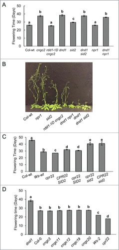 Figure 1. Flowering phenotypes in various CNGC-related mutants. (A) The delayed flowering phenotype in dnd1 is SA/NPR1 independent. rdd1–1D cngc2, the suppressor of dnd1, served as a control. n = 12–25. (B) Flowering phenotype of about 5 week old Col-wt and mutant plants. (C) The early flowering phenotype of cpr22 is SA-dependent. cpr22 has Ws and sid2 has Col ecotype background. n = 10–35. (D) Flowering phenotype of various CNGC T-DNA Insertion lines, n = 21–31. Flowering time was measured as described in Chin et al. (2013). Error bars = SE, Bars marked with the same letter indicate no significant difference (Student's t-test, P < 0.05). Plants were grown in Sunshine Mix #1 with a photoperiod of 16 h light and 8 h dark. All experiments have been repeated at least 3 times with similar results.