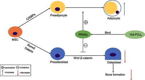 Figure 3 15d-PGJ2 regulates adipocyte differentiation and osteoblast differentiation via a PPARγ-dependent pathway. MSCs have the potential to differentiate towards adipocytes and osteoblasts, through multiple factors and extracellular signaling pathways. Adipogenesis occurs under the strict regulation of multiple transcription factors, including PPARγ and C/EBPs, and osteoblastogenesis occurs under the regulation of Runx2, Osterix, and Wnt/β-catenin. Activation of PPARγ by 15d-PGJ2 and other synthetic ligands can promote adipogenesis but suppress osteoblastogenesis, resulting in the inhibition of bone formation.