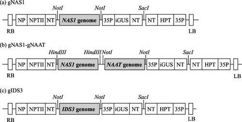 Figure 2  Constructs introduced into the rice lines. The gene region contained a promoter, the gene and a terminator. The NAAT gene contained both HvNAAT-A and HvNAAT-B. HPT, hygromycin phosphotransferase; iGUS, b-glucuronidase with intron; LB, left border; NP, nopaline promoter; NPTII, neomycin phosphotransferase II; NT, nopaline synthase terminator; RB, right border; 35P, cauliflower mosaic virus 35S promoter.