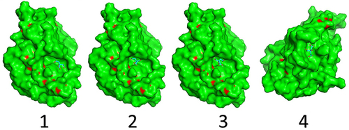 Figure 7 The best four (1–4) predicted binding simulations of citric acid compound to YopH phosphatase binding sites. The best poses were selected from docking analysis based on the top score of binding affinities (see Table 2).