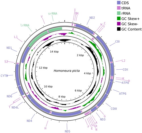 Figure 2. Mitochondrial genome map of Homoneura picta. Arrows indicate the orientation of gene transcription. Protein coding (CDS), tRNA, and rRNA genes are marked with different colors. The tRNAs are labeled according to the IUPAC-IUB single-letter amino acid codes. A GC-skew plot was created based on the deviation from the average GC-skew of the entire sequence. The GC content was plotted using a black sliding window, as the deviation from the average GC content of the entire sequence.