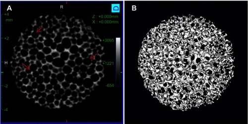 Figure 2 Micro-CT images of 1% Cu-doped n-CDHA/MAC with porosity of 81%. (A) cross-section of scaffold; (B) three-dimensional reconstruction of scaffold. The red arrow represents the interconnected pores located in the walls of macropores.Abbreviations: n-CDHA/MAC, nano calcium-defcient hydroxyapatite/multi(amino acid) copolymer.
