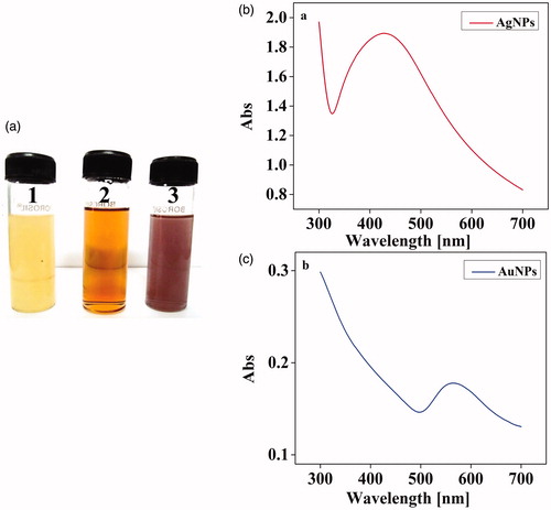 Figure 2. (a) Synthesis of Ag and AuNPs. (1). Culture supernatants of X. stockae KT835471 (2). AgNPs and (3). AuNPs and (b) UV–spectroscopic analysis of synthesized AgNPs and (c) AuNPs shows the SPR peak at 430 nm and 560 nm, respectively.