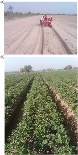 Figure 8. On left, mechanized making of raised beds and furrows on laser-leveled field in Punjab province of Pakistan; on right, SCI carrots being grown on raised beds (photos by A. Sharif).