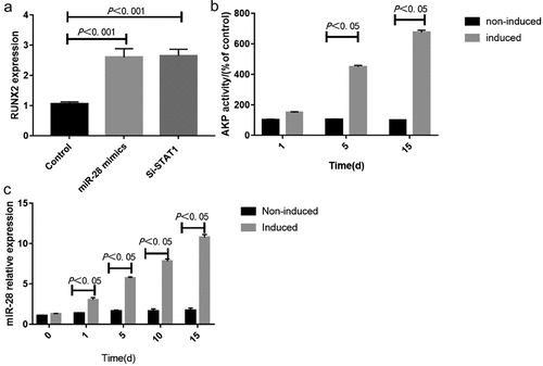 Figure 4. Expression of miR-28 significantly increased during the osteogenic differentiation of hBMMSCs. A: RUNX2 mRNA expression on days 1, 10 and 15 detected by qRT-PCR; B: AKP activity detected by AKP assay kits; C: miR-28 expression on days 1, 5, 10 and 15 detected by qRT-PCR (n = 3).