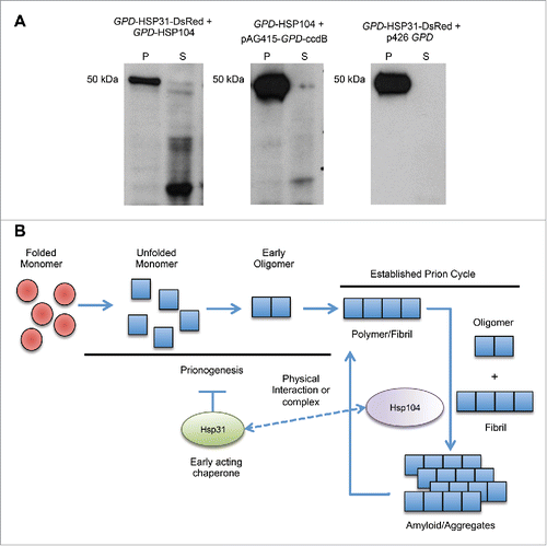 FIGURE 7. Hsp31 acts early in the prionogenesis process. (A) Hsp31 overexpression together with Hsp104 decreases the aggregation of Sup35 formed by overexpression of GAL-PrD-Sup35-EYFP. Crude lysates of cells expressing Hsp31 (pAG415-GPD-HSP31-DsRed plasmid), Hsp104 (p426-GPD-Hsp104 plasmid) or both together were subjected to sedimentation analysis. Lysates were ultracentrifuged into P (pellet) and S (soluble) fractions and analyzed by immunoblotting using GFP-specific antibody. (B) Model depicting the intervention of Hsp31 during the prionogenesis process but lack of involvement in an established chaperone cycle. Hsp31 and Hsp104 physically interact but it remains to be determined if this interaction is involved in a handoff of substrates.