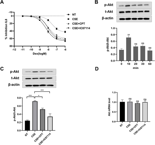 Figure 2 Cryptotanshinone is able to reverse corticosteroid insensitivity by PI3Kδ inhibition in U937 cells.