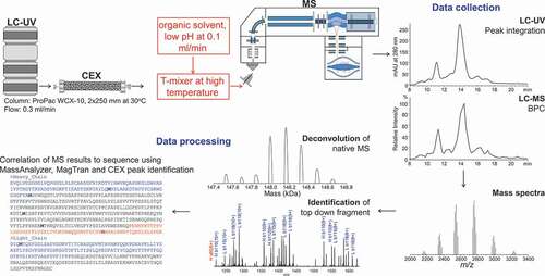 Figure 1. The workflow for online CEX-UV-MS and top-down analyses. CEX provides separation and isolation of protein charge variants. The mass measurement of each charge variant separated by CEX can be achieved by online MS analysis. A post-column addition is introduced to increase the sensitivity of CEX-MS and to facilitate top-down analysis of mAbs. The LC-UV and LC-MS elution profiles of the charge variants, accurate mass, and top-down fragmentation facilitated site-specific structural analysis. See text for details