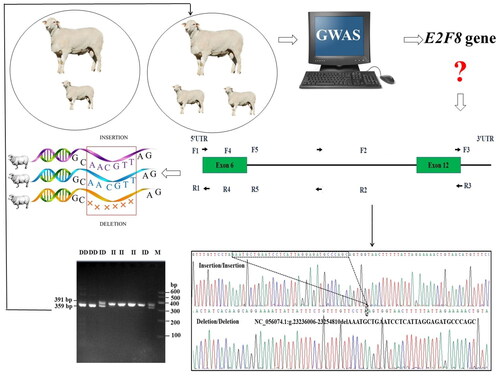 Figure 1. The research design: the identification of the sheep E2F8 gene was achieved through a comprehensive genome-wide association study (GWAS). Subsequently, we conducted an exhaustive search across the ensemble and NCBI databases to explore potential genetic loci and designed five primer pares. This comprehensive approach led to the discovery of the P1-del-32bp InDel variant. Furthermore, this was followed by PCR analysis to confirm our findings. Agarose gel electrophoresis (3.5%) of allele specific polymerase chain reaction (PCR) product and sequencing map of the P1-del-32bp InDel variant within the E2F8 gene in AUW sheep. II: homozygous insertion genotype; DD: homozygous deletion genotype; ID: heterozygous insertion/deletion genotype. The sequence with the black border is the difference sequence. The top band in the electrophoresis pattern of ID represented heteroduplex.