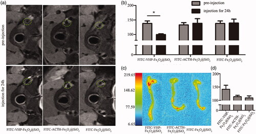 Figure 4. FITC-VHP-Fe3O4@SiO2 can target atherosclerotic plaques ex vivo and in vivo. T2 signal intensity (a) and T2 value (b) before and after treatment with FITC-Fe3O4@SiO2, FITC-ACTH-Fe3O4@SiO2 and FITC-VHP-Fe3O4@SiO2 for 24 h. The fluorescence intensity distribution of blood vessels (c) and Quantitative analysis of fluorescence intensity (d) was measured using a Small Animal Multi-mode Imaging System after injecting with FITC-Fe3O4@SiO2, FITC-ACTH-Fe3O4@SiO2 and FITC-VHP-Fe3O4@SiO2 for 24 h. * p < .05