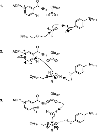 Figure 2 The three stages of the proposed mechanism for aldehyde oxidation: 1. attack of the Cys-241 thiolate anion on the aldehyde carbonyl. 2. Rearrangement of the thiohemiacetal intermediate and hydride transfer to NAD+. 3. Hydrolysis of the thioester to regenerate Cys241 and generate the respective acid. R = fatty acid side-chain. ADPr, Adenosine diphosphate ribose;