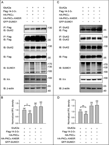 Figure 4. PKC SUMOylation repressed the binding of 14–3–3τ to GluK2. (A) Western blot analyses of immunoprecipitates and cell lysates from HEK293T cells cotransfected with Flag-tagged 14–3–3τ, GluK2, PKCα or the SUMOylation-deficient K465R PKCα, with or without GFP-SUMO1. Whole-cell lysates were immunoprecipitated with anti-Flag antibody and blotted with anti-Flag or anti-GluK2 antibodies. The blot is representative of 4 independent experiments. (B) Quantification of Western blots in (A). (C) HEK293T cells were transfected with plasmids as indicated. Whole-cell lysates were immunoprecipitated with an anti-GluK2 antibody and blotted with anti-Flag or anti-GluK2 antibodies. (D) Quantification of Western blots in (C). The blot is representative of 3 independent experiments. Data are means ± SEM, *P < 0.05, **P < 0.01.