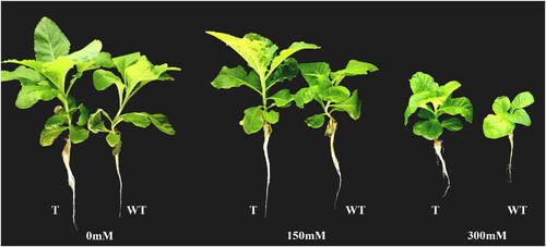 Figure 5. Comparison between T3 generation transgenic tobacco and wild tobacco in liquid culture with different NaCl concentrations. T, transgenic tobacco; WT, wild-type tobacco.