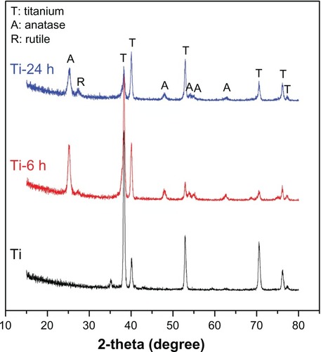 Figure 2 X-ray diffraction patterns for three samples.Note: Sample titanium shows only the characteristic peaks of titanium, while the Ti-6 h and Ti-24 h samples display characteristic peaks of anatase, rutile, and titanium.Abbreviations: Ti-6 h, small size nano-sawtooth surface, treated with 30 wt% H2O2 for 6 hours; Ti-24 h, large size nano-sawtooth surface, treated with 30 wt% H2O2 for 24 hours.