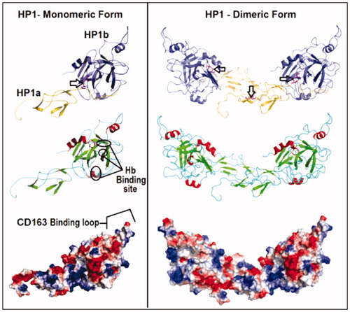 Figure 3. Comparison of the theoretical models of HP-1 monomeric (left) and dimeric (right) forms colored by the type of chain – light(α) and heavy(β) (yellow and purple, respectively), secondary structures (β-strands in green, α-helices in red and extended regions in blue) and electrostatic potential distribution (positive and negative regions in blue and red, respectively). Important structural regions are pointed including HB and macrophages CD163 receptor binding sites and the main disulfide bonds (arrows). See the colored picture on the online version.