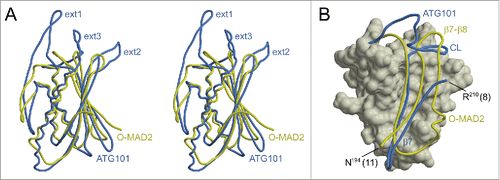 Figure 3. Comparison of ATG101 with MAD2. (A) Stereo view of ATG101 (blue, this study) superimposed on O-MAD2 (yellow, PDB 2V64, chain H). The root-mean-square distance between the 2 structures is 2.04 Å, considering 140 pairs of Cα atoms. For visual clarity, backbone traces are shown in a splined fashion, thus reducing clutter particularly in the helical regions. (B) While O-MAD2 (yellow) contains a ψ-loop in its C-terminal segment, the corresponding portion of ATG101 (blue) forms a simple β-hairpin. The capping loop (CL) occupies the position of the β7-β8 region missing in ATG101, covering part of the hydrophobic core. Both traces are shown in the context of the O-MAD2 structure (surface representation including residues 9 to 89 and 95 to 144). Numbers in brackets indicate additional residues not resolved in the 2 crystal structures.