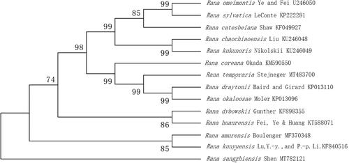 Figure 1. Phylogenetic analysis infers the evolutionary relationship of R. sangzhiensis Shen. The tree was constructed based on maximum likelihood (ML) tree method using Mega 6.0. The GenBank accession number for each species is indicated after the scientific name.