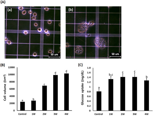 Figure 3. A: Analysis of cell volume in untreated control A549 cells (a) and A549 cells treated with 50 μM PGZ up to 4 weeks (b). B: Weekly analysis of cell volume in A549 cancer cells treated with 50 μM PGZ up to 4 weeks. C: Weekly analysis of glucose uptake in A549 cancer cells treated with 50 μM PGZ up to 4 weeks. a, b, c and d indicate different groups which are significantly different each other (p < .05, one-way ANOVA).