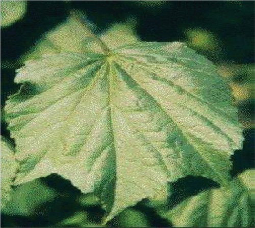 Figure 3. The entire kenaf leaf.