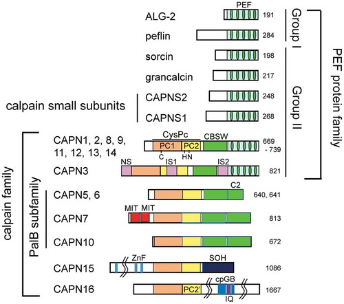 Figure 1. Relationship between the penta-EF-hand (PEF) protein family and the calpain family in mammals.Classical (typical) calpain sequences contain the PEF domain and the calpain type β-sandwich domain (CBSW) in addition to the cysteine protease core domain (CysPc), which is further divided into two subdomains named PC1 (containing a catalytic Cys residue) and PC2 (containing catalytic His and Asn residues). Conventional calpains (μ-calpain and m-calpain) are comprised of each catalytic large subunit (designated CAPN1 for μ-calpain or CAPN2 for m-calpain) and a common regulatory small subunit (CAPNS1). Non-classical (atypical) calpain sequences lack the PEF domain but contain additional domains or motifs [calcium-binding C2 domain, microtubule-interacting and trafficking (MIT) domain, Zinc finger (ZnF), SOL-homology domain (SOH), and circularly permutated globin domain (cpGB) split by the calmodulin-binding IQ motif]. Calpain-3 (CAPN3), specifically expressed in skeletal muscles, has distinct sequences: N-terminal sequence (NS), insertion sequence 1 (IS1), and insertion sequence 2 (IS2). Calpain-7 (CAPN7) is an ortholog of fungal PalB. PEF proteins are classified into two groups based on similarity of the first EF-hand (EF1) sequences [Citation15].