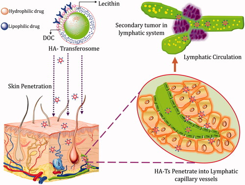 Figure 6. Schematic illustration of hyaluronic acid modified transfersomes for drug delivery towards lymphatics through the transdermal route.