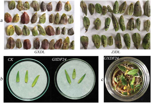 Fig. 1 (Colour online) Black spot on leaves of Dendrobium officinale. a, Symptomatic leaves from fields in Zhejiang (ZJ) and Guangxi (GX) provinces, China. b, Pathogenicity tests in vitro. Leaves showing black spot symptoms after inoculation with isolate GXDF24, and CK: healthy leaves inoculated with sterile water as negative control. c, Pathogenicity tests in vivo. Disease symptoms associated with inoculation of isolate GXDF24 in the illumination incubator (12 hours light, 12 hours dark; 28°C) at 2–3 months post-inoculation.