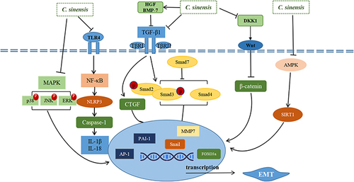Figure 5 Mechanisms involved in Cordyceps sinensis alleviating renal fibrosis.